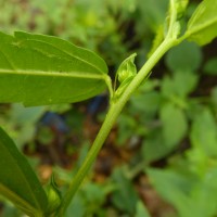 Sida acuta Burm.f.